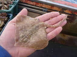 Image of New Zealand rough skate