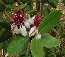 Image of Acca