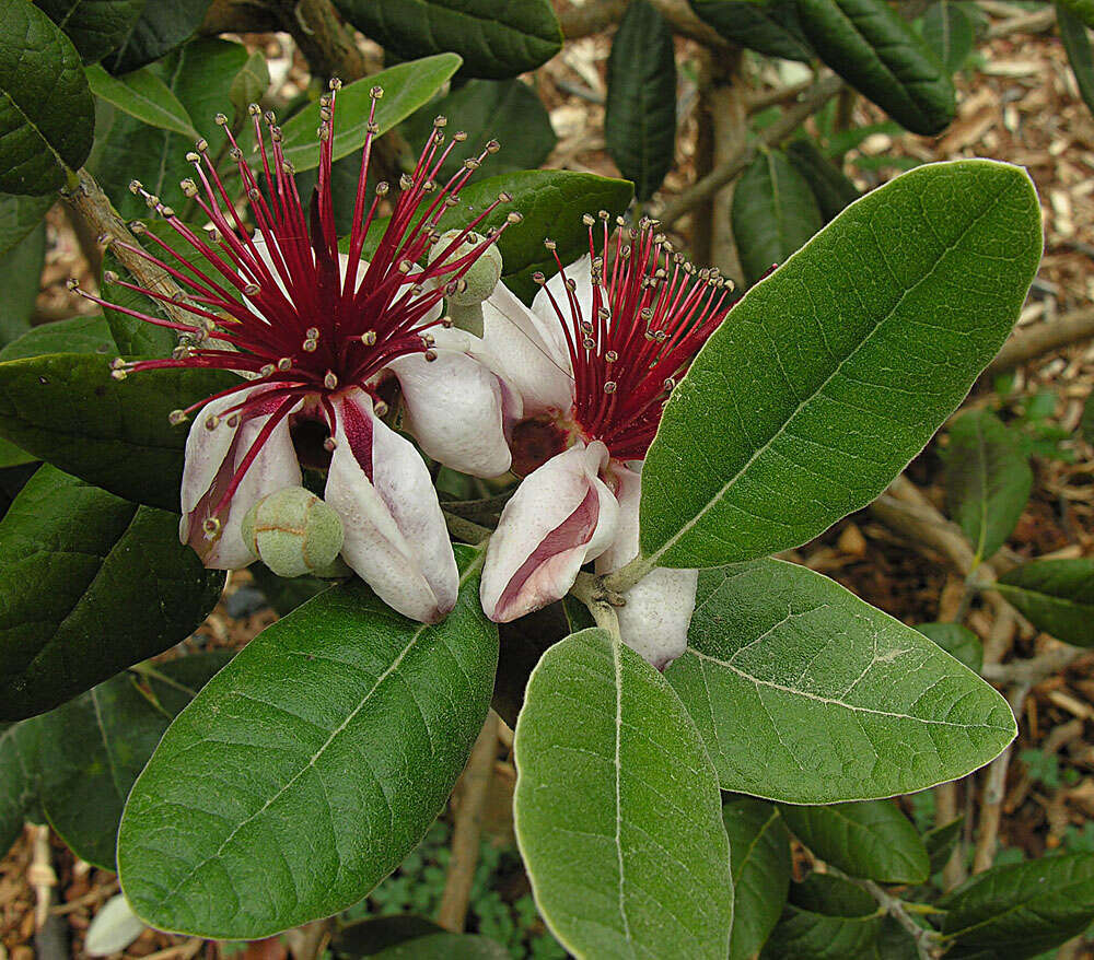 Image of Acca