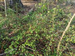 Image of granite gooseberry