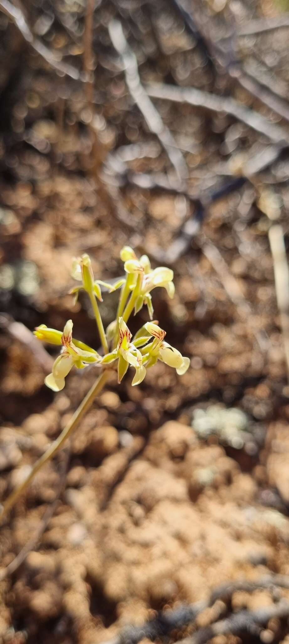 Image of Pelargonium luteolum N. E. Brown