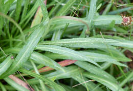 Image of Microseris lanceolata (Walp.) Sch. Bip.