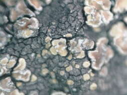 Image of miriquidica lichen