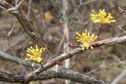 Plancia ëd Cornus officinalis Siebold & Zucc.