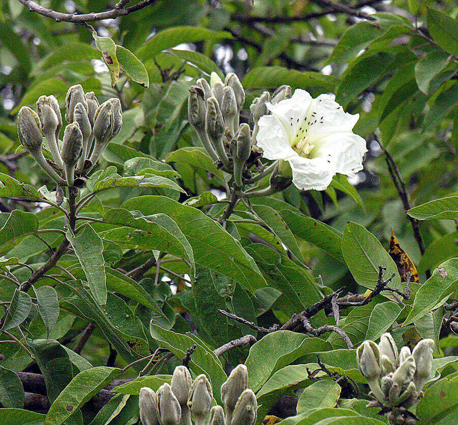 Image of Tree morning glory