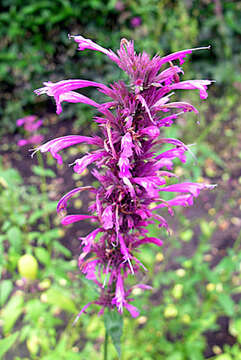 Image of Agastache mexicana (Kunth) Lint & Epling