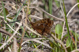 Image of Boloria frigga gibsoni (W. Barnes & McDunnough 1926)