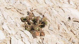 Image of roundleaf phacelia