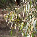 Eucalyptus radiata subsp. radiata resmi