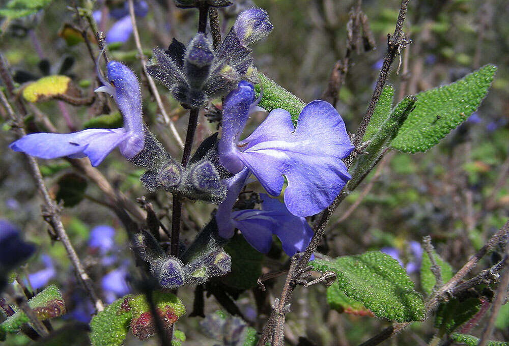 Salvia melissodora Lag. resmi