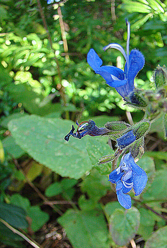 Sivun Salvia scutellarioides Kunth kuva