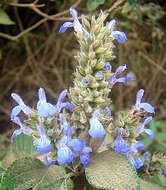 Image of Spanish sage