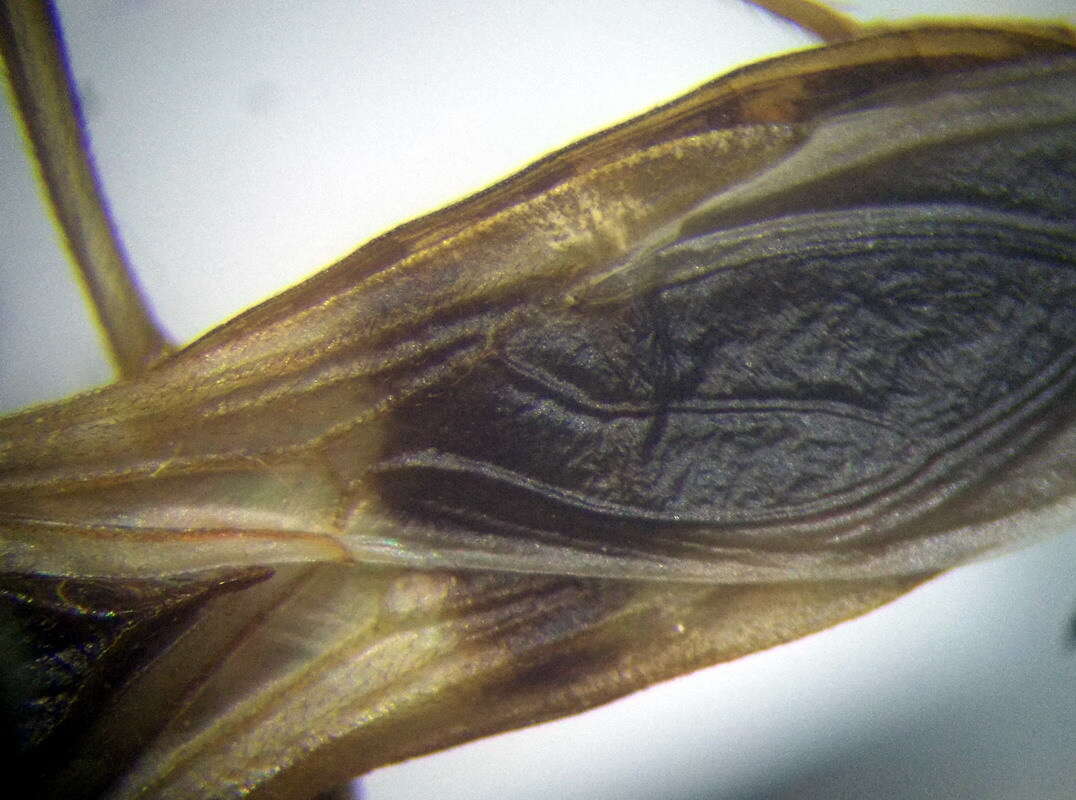Image of Reduvius testaceus (Herrich-Schaeffer 1848)