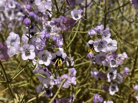 Image of Cyanostegia