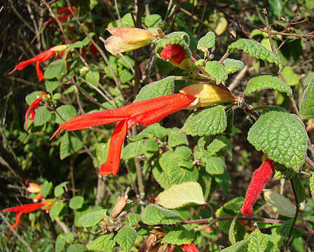 Imagem de Salvia regla Cav.