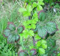 صورة Rubus bartonii Newton