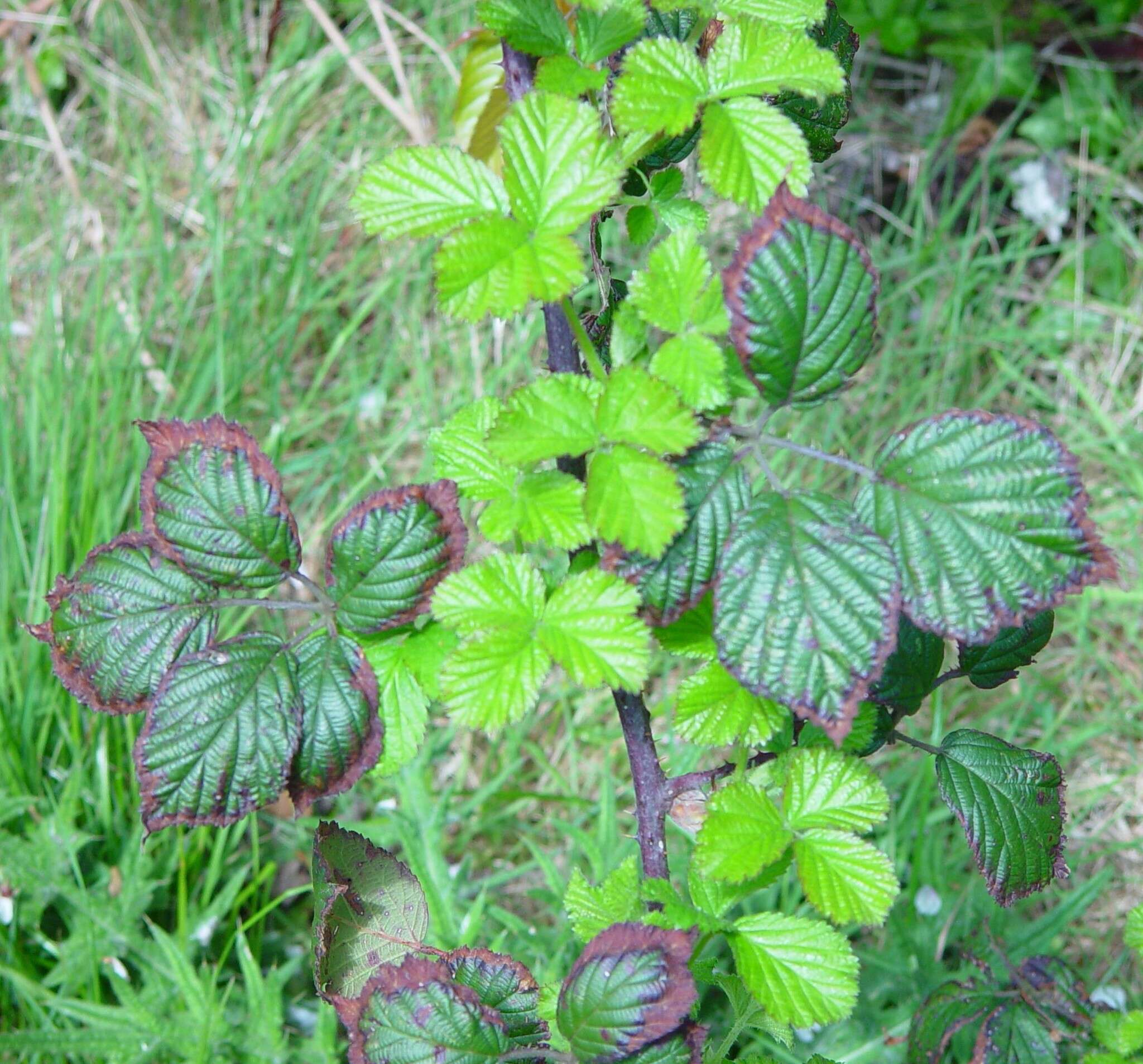 Sivun Rubus bartonii Newton kuva