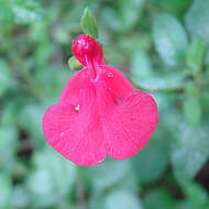 Salvia microphylla Kunth resmi