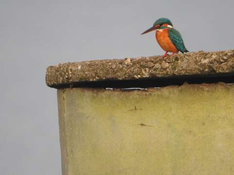 Image of Alcedo atthis bengalensis Gmelin & JF 1788