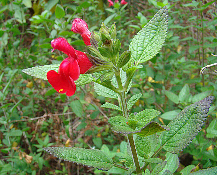 Image of baby sage