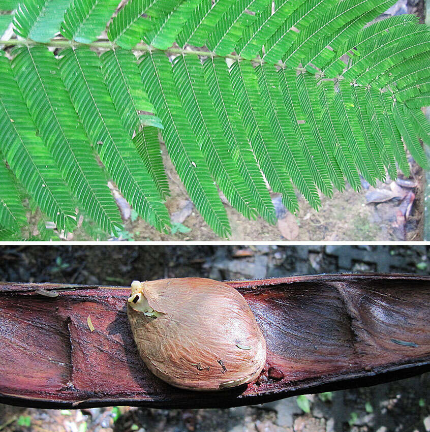 Image of Gavilán Tree