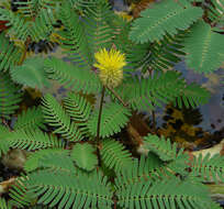 Image of Water Mimosa