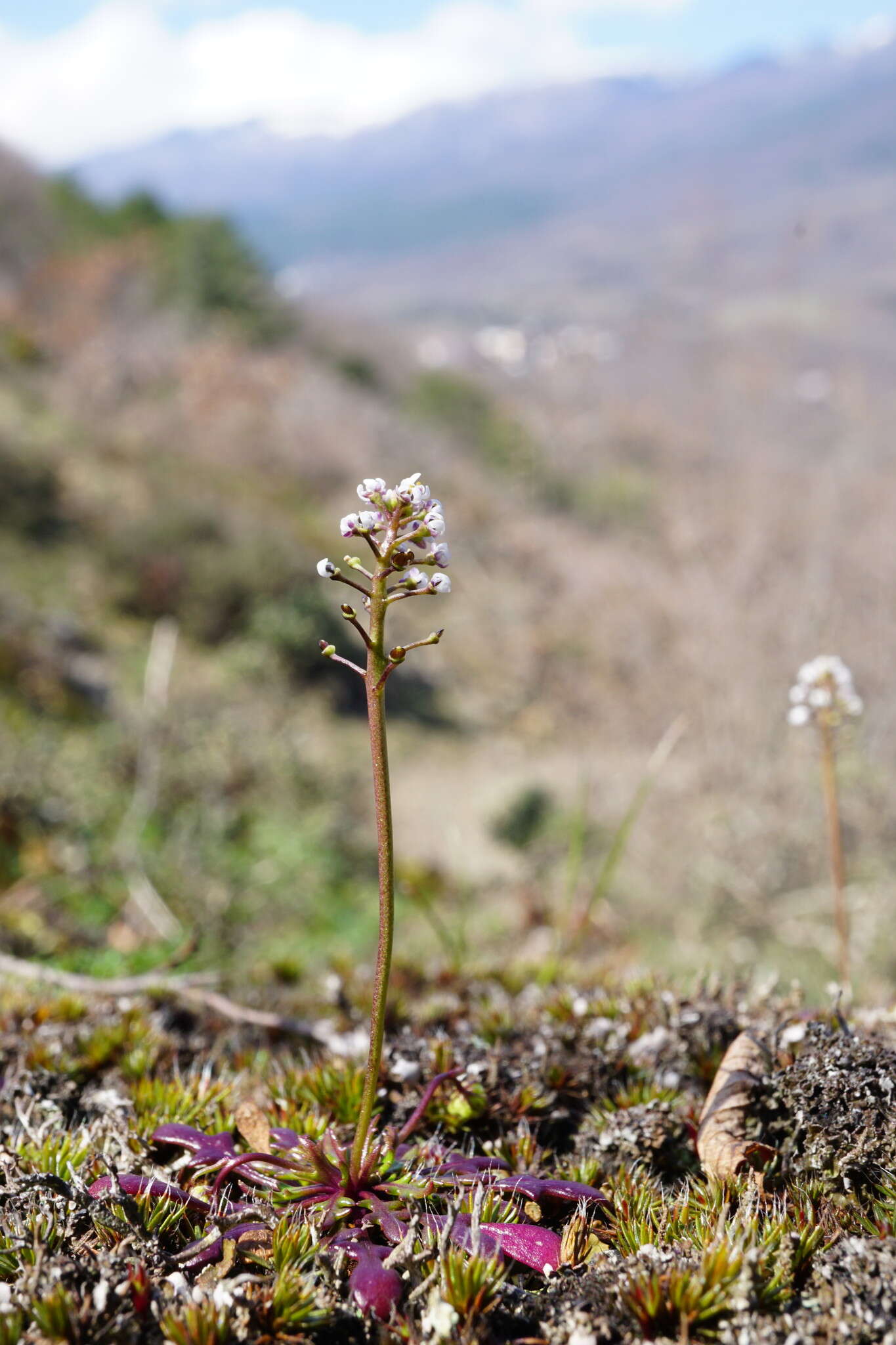 Image de Teesdalia coronopifolia (Bergeret ex Steud.) Thell.