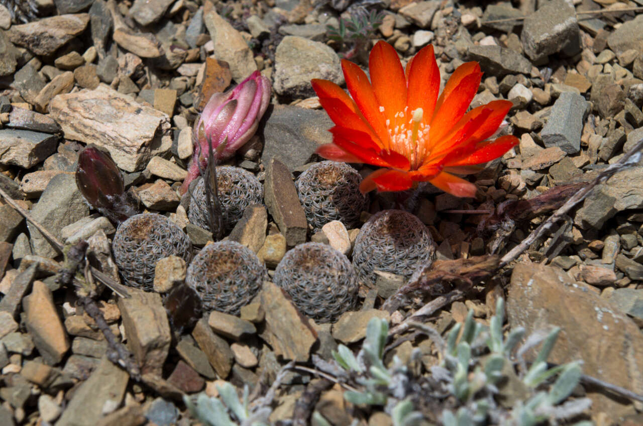 Image of <i>Aylostera albopectinata</i>