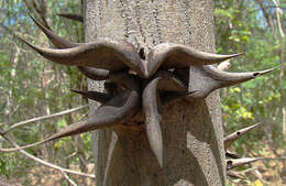 Image of bull horn acacia