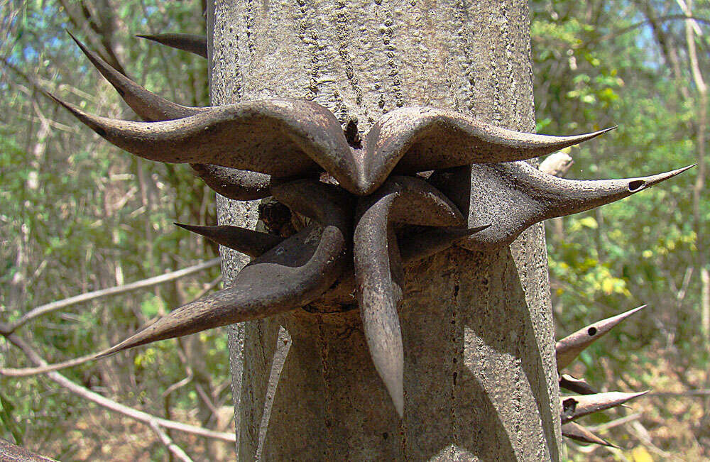 Image of bull horn acacia