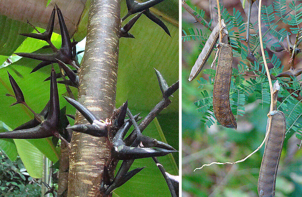 Image of bull horn acacia