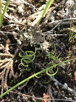 Image of little curlygrass fern