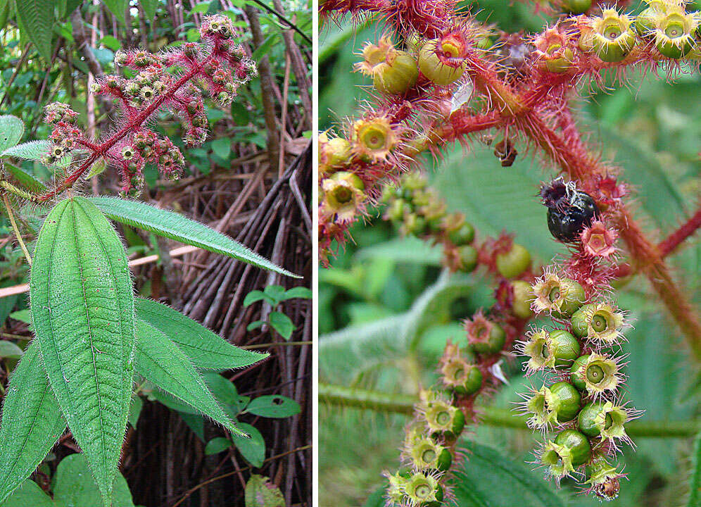 Image of Miconia lacera (Bonpl.) Naud.