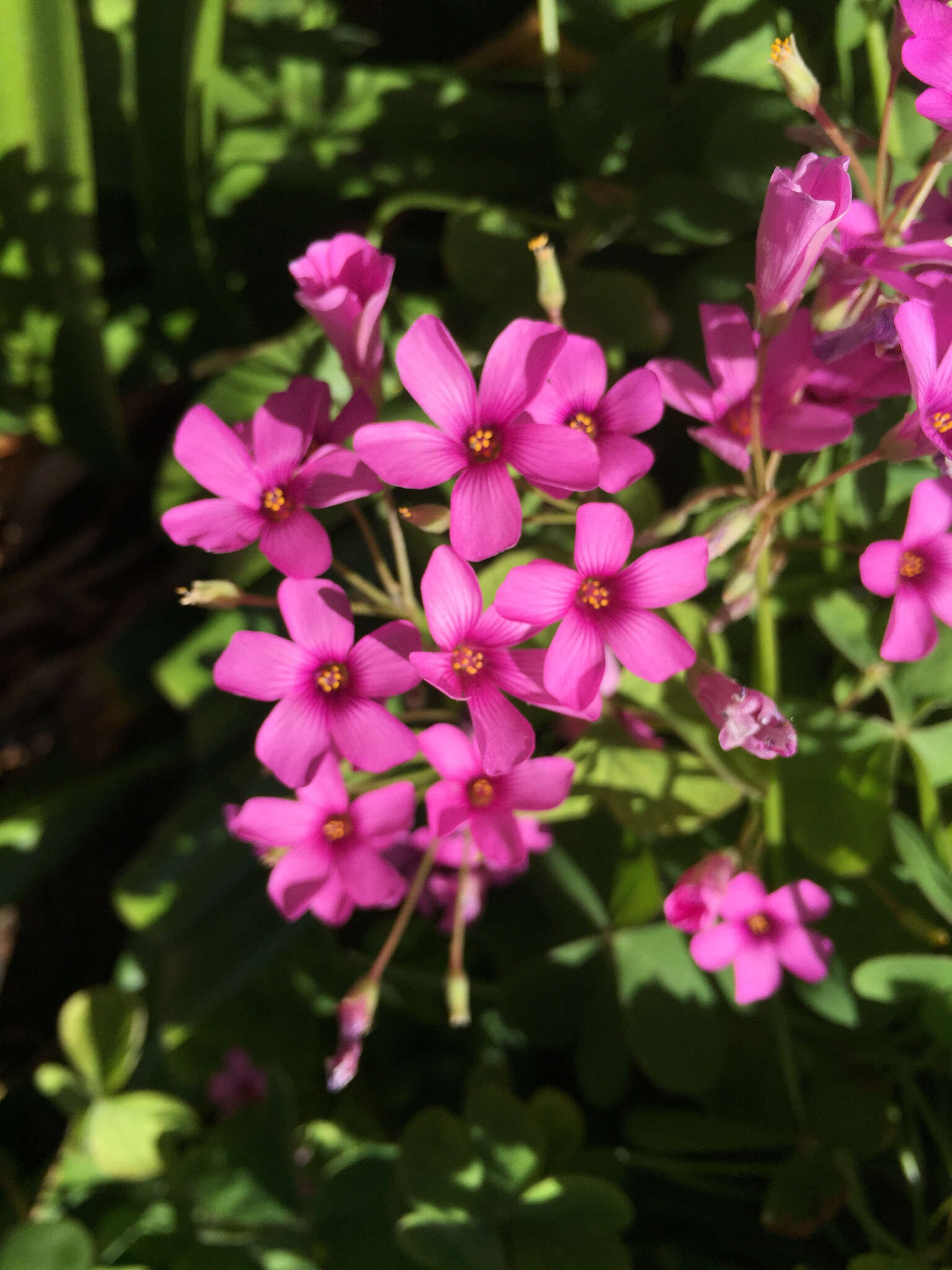 Sivun Oxalis articulata subsp. rubra (A. St.-Hil.) Lourteig kuva