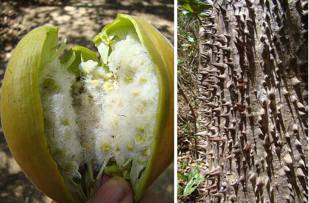 Image of ceiba