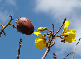 Image of silk cottontree