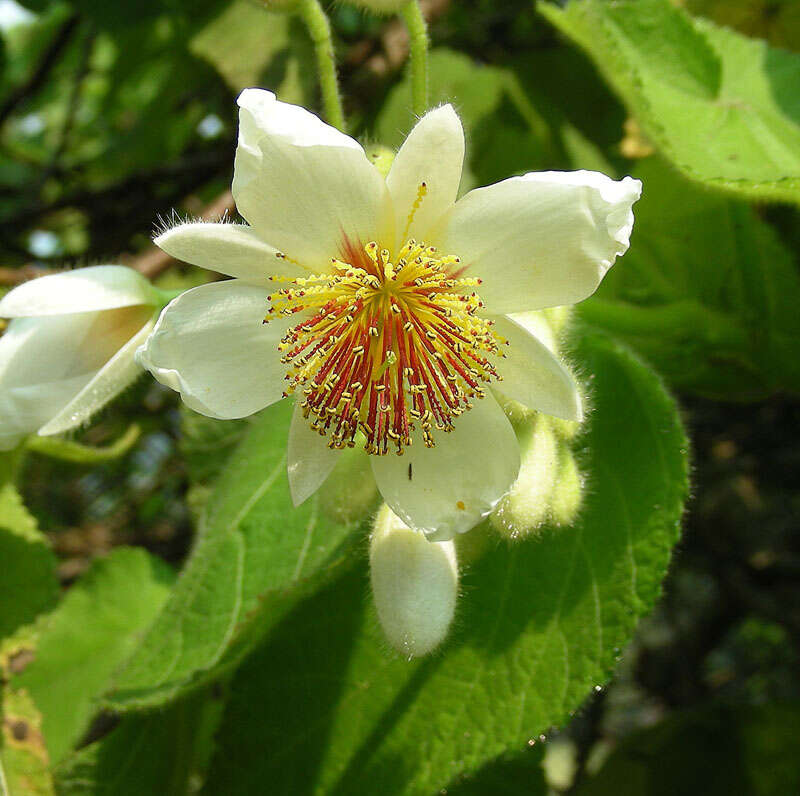 Sivun Sparrmannia africana L. fil. kuva