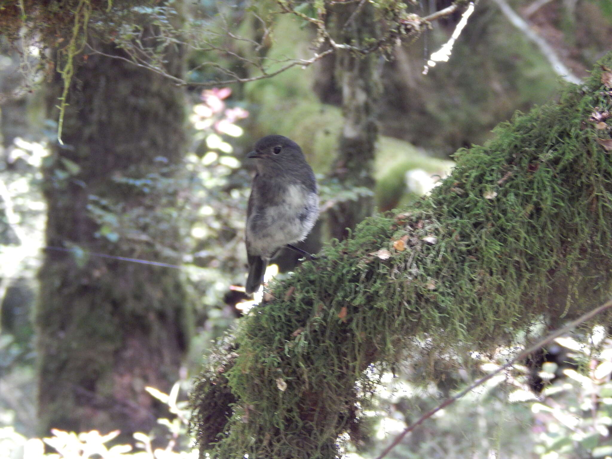 Petroica australis australis (Sparrman 1788)的圖片