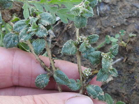 Image of woolly cottonflower