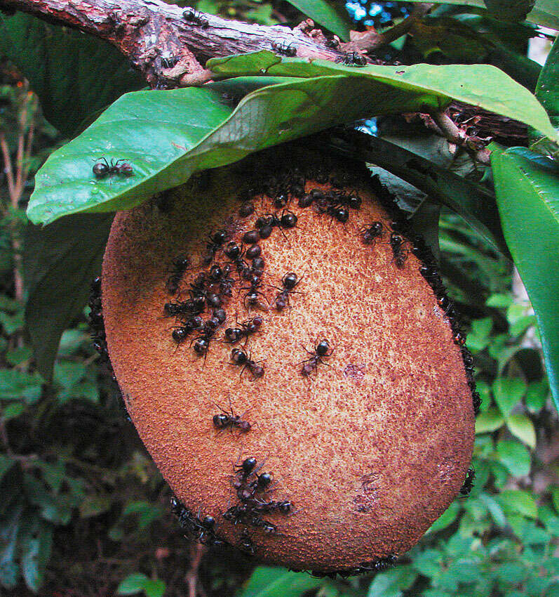 Image de Theobroma grandiflorum (Willd. ex Sprengel) Schumann