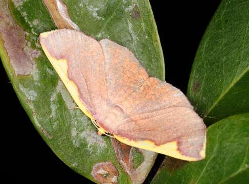 Image of Nothomiza flavicosta Prout 1914