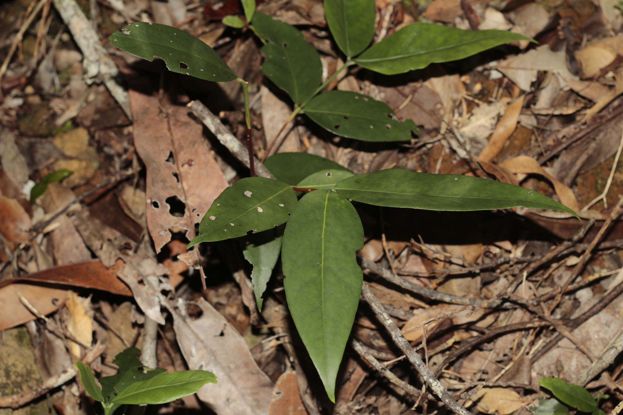 صورة Cyclophyllum balansae (Baill.) Guillaumin