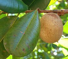 Image de Abricotier des Antilles