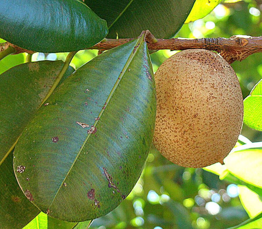 Image de Abricotier des Antilles