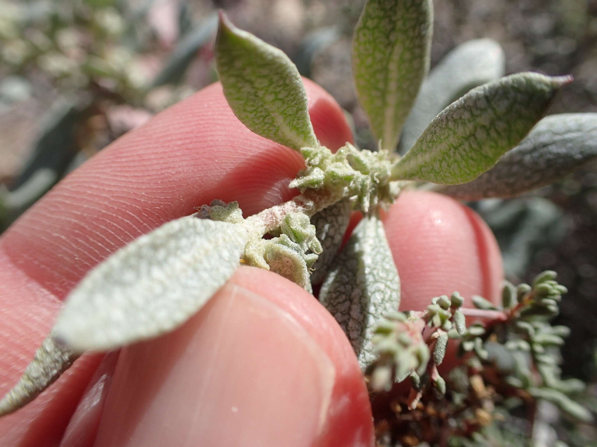 Imagem de Atriplex barclayana (Benth.) D. Dietr.