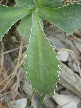 Image of Primula marginata Curtis