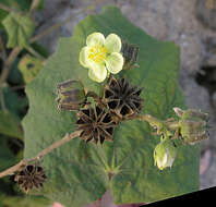 Image of Indian mallow