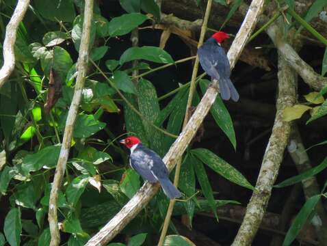 Image of Red-capped Cardinal