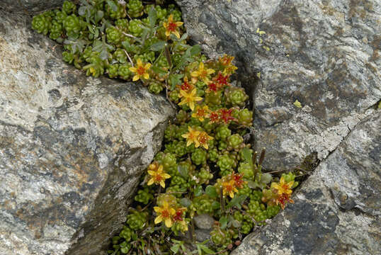 Image of Sedum alpestre Vill.