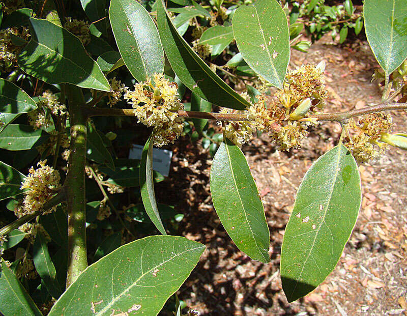 Image of pepperleaf sweetwood